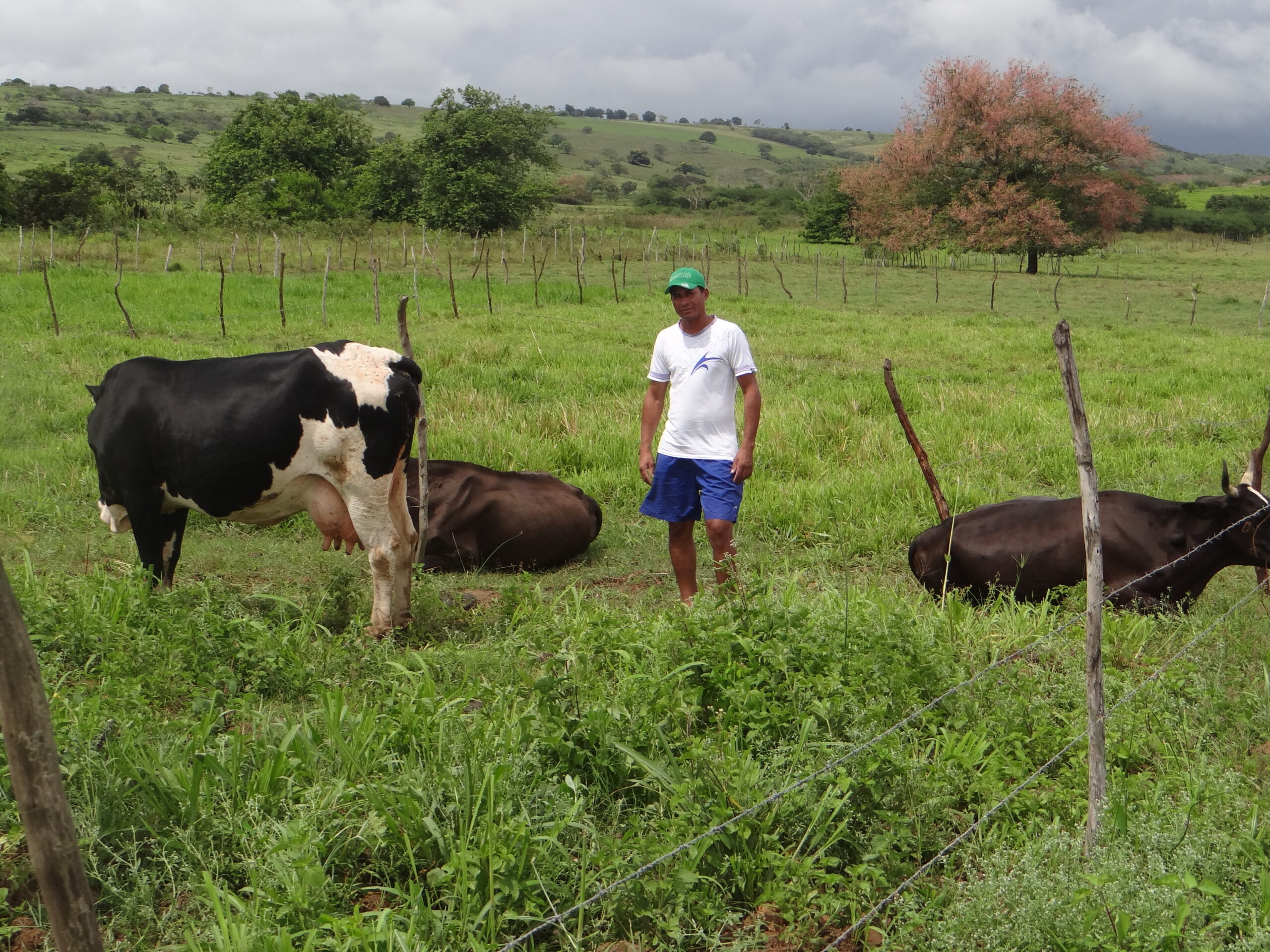 Produtores de gado leiteiro são beneficiados com ação da Desenvolve