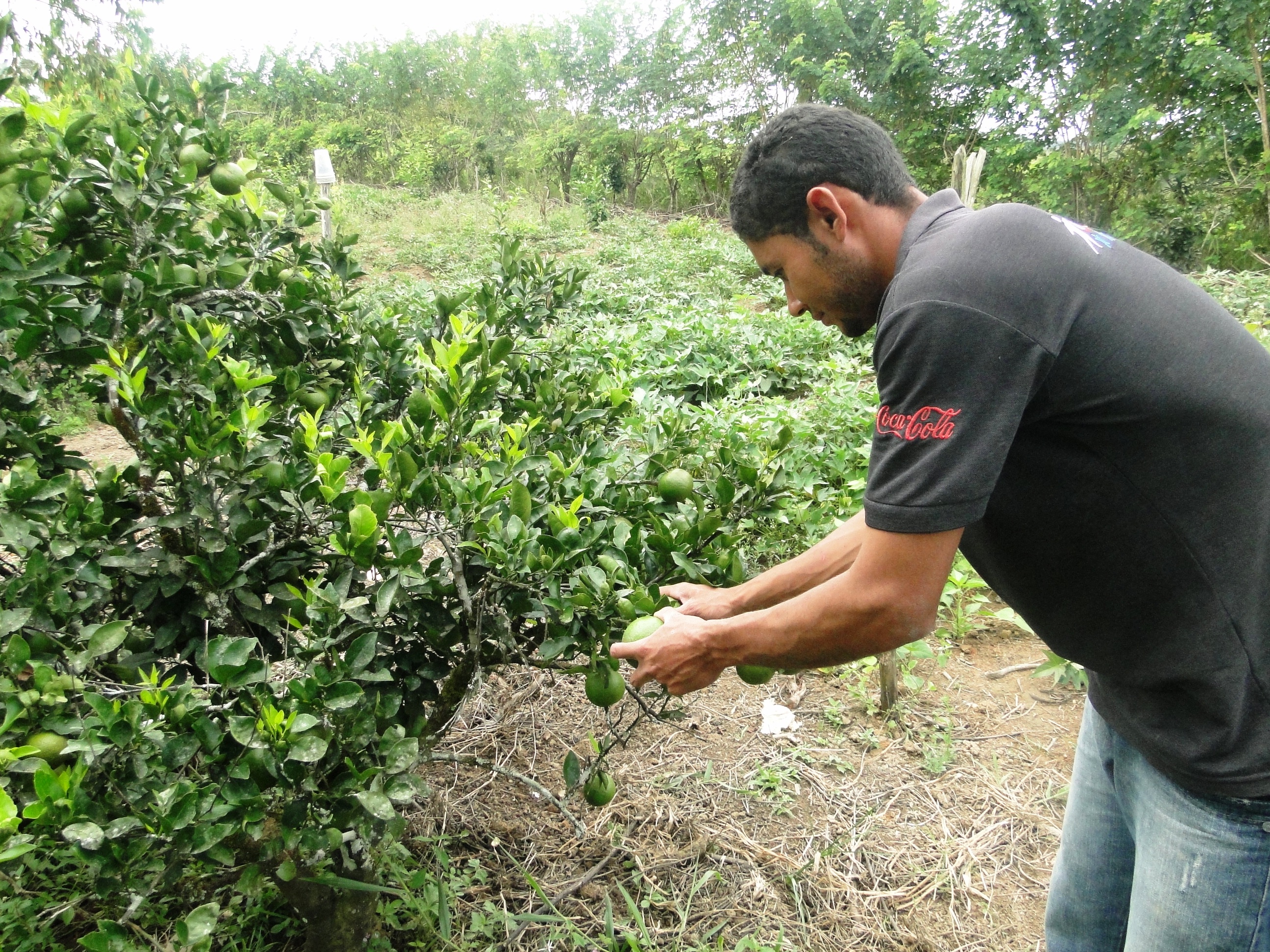 Desenvolve apoia fortalecimento da produção de laranja lima em Alagoas